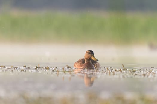 wild bird in their natural habitat, nature series