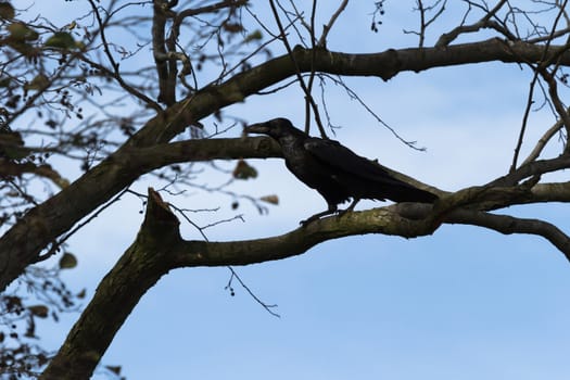 wild bird in natural habitat, nature series