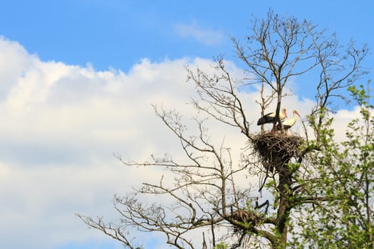 wild bird in their natural habitat, nature series