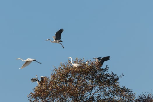 wild bird in natural habitat, nature series