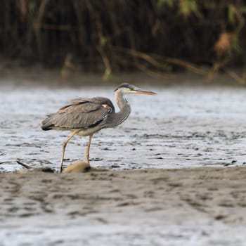 wild bird in natural habitat, nature series