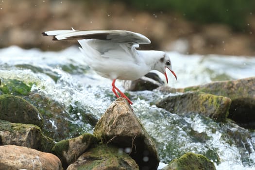 wild bird in natural habitat, nature series