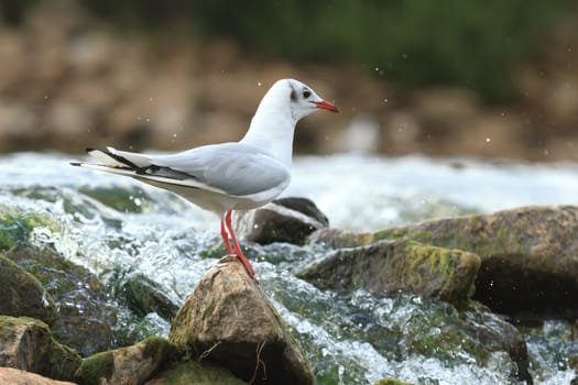 wild bird in natural habitat, nature series