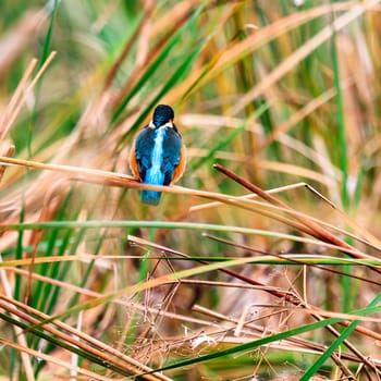 wild bird in natural habitat, nature series