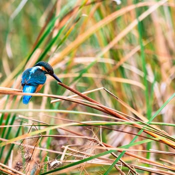 wild bird in natural habitat, nature series