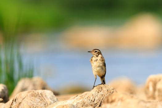 wild bird in natural habitat, nature series