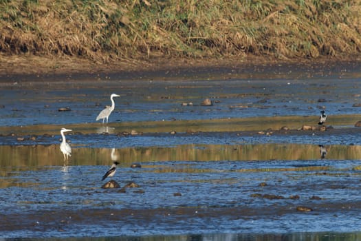 wild bird in natural habitat, nature series