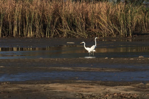 wild bird in natural habitat, nature series