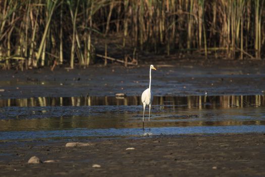 wild bird in natural habitat, nature series