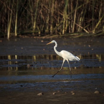 wild bird in natural habitat, nature series