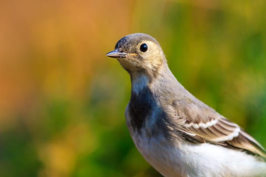 wild bird in their natural habitat, nature series