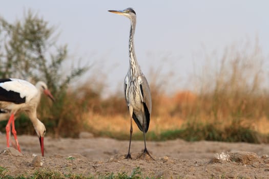 wild bird in their natural habitat, nature series