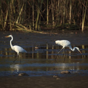 wild bird in natural habitat, nature series