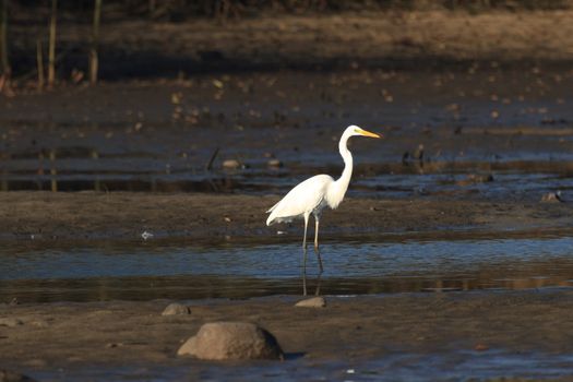 wild bird in natural habitat, nature series