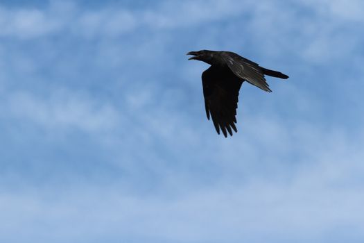 wild bird in natural habitat, nature series