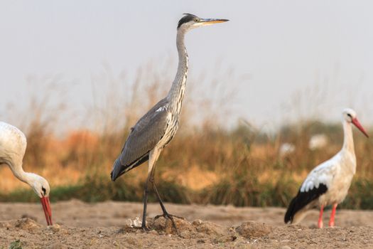 wild bird in their natural habitat, nature series