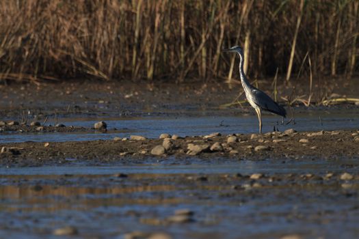 wild bird in natural habitat, nature series