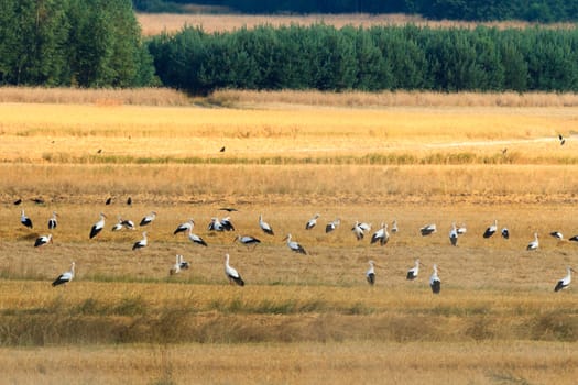 wild bird in their natural habitat, nature series