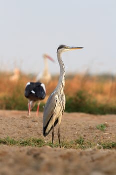 wild bird in their natural habitat, nature series