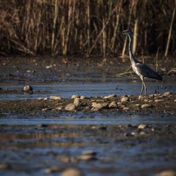 wild bird in natural habitat, nature series