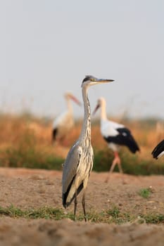 wild bird in their natural habitat, nature series