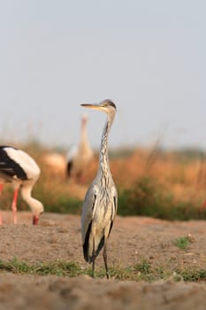 wild bird in their natural habitat, nature series