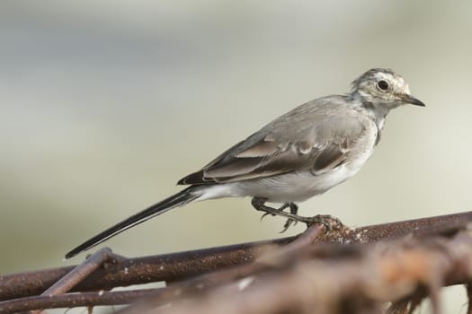 wild bird in natural habitat, nature series