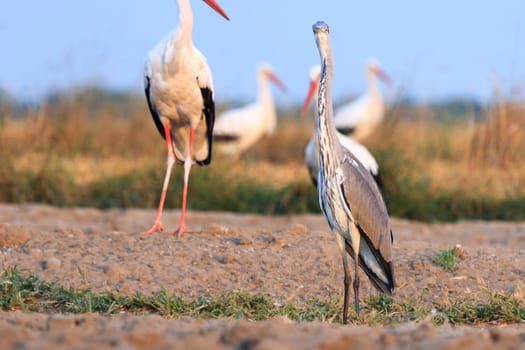 wild bird in their natural habitat, nature series