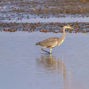 wild bird in natural habitat, nature series