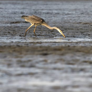 wild bird in natural habitat, nature series