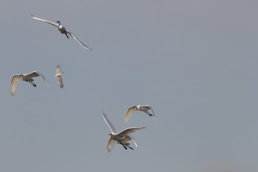 wild bird in natural habitat, nature series