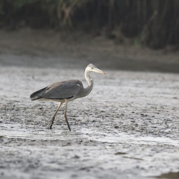 wild bird in natural habitat, nature series