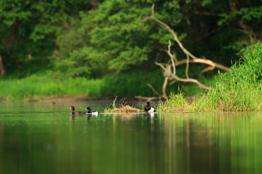 wild bird in their natural habitat, nature series