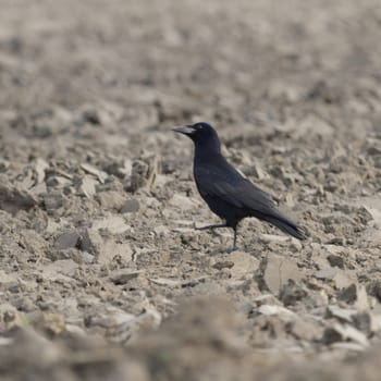 wild bird in natural habitat, nature series