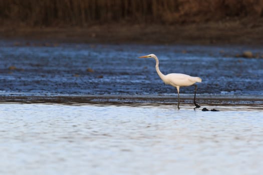 wild bird in natural habitat, nature series
