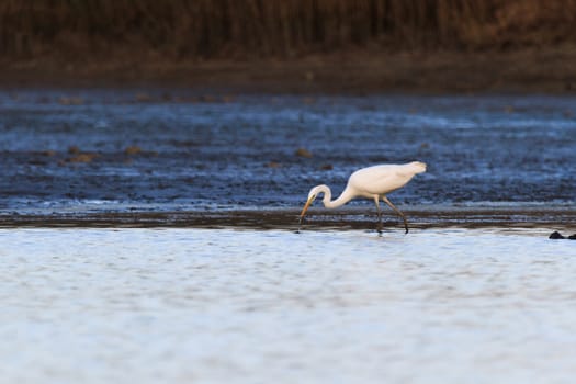 wild bird in natural habitat, nature series