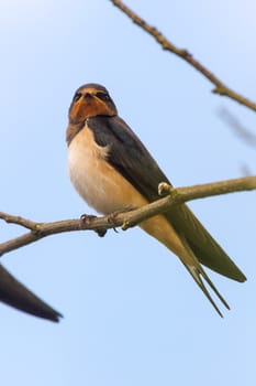 wild bird in their natural habitat, nature series