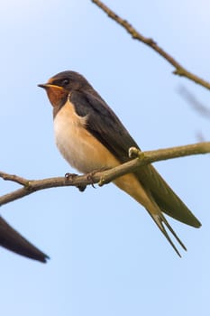 wild bird in their natural habitat, nature series