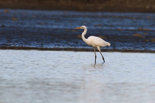 wild bird in natural habitat, nature series