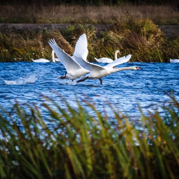 wild bird in natural habitat, nature series