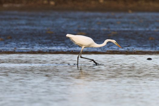 wild bird in natural habitat, nature series