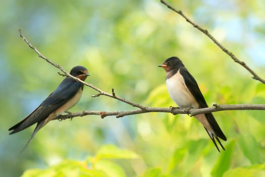 wild bird in their natural habitat, nature series