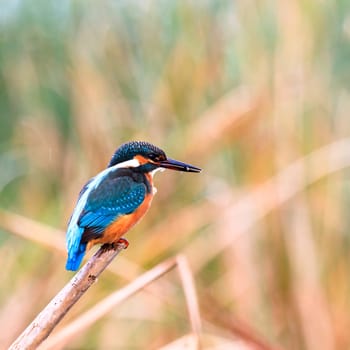 wild bird in natural habitat, nature series