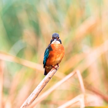 wild bird in natural habitat, nature series