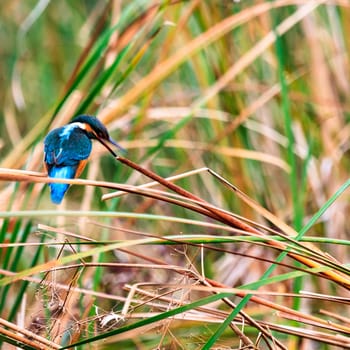 wild bird in natural habitat, nature series