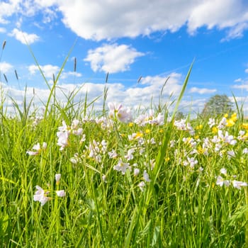flowers as a colorful background, nature series