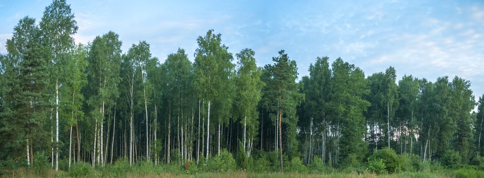 landscape of young grey forest with green trees, nature series
