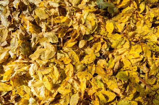 natural background with colored leaves, nature series