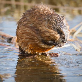 brown muskrat near lake, nature series