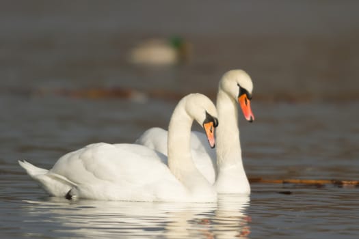 swan on blue lake water in sunny day, swans on pond, nature series